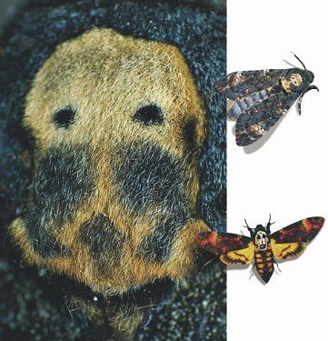 Acherontia atropos