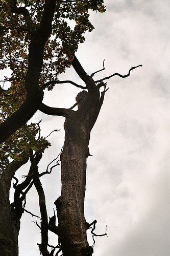 arbol con forma de mujer