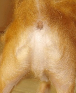 imagen de cristo en un perro