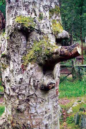 arbol con cara ent