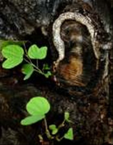 imagen_de_jesus_en_un_arbol