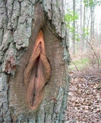corteza de arbol vagina