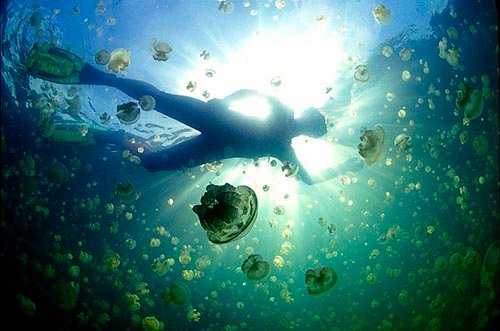 lago_medusas_palau
