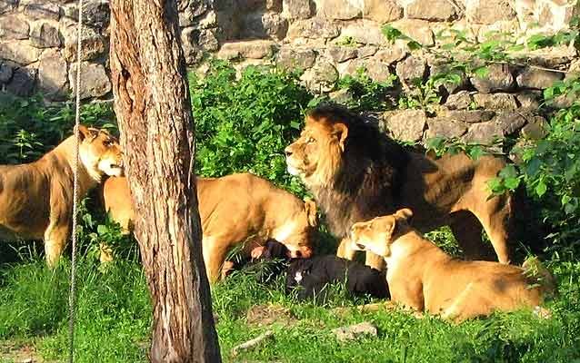 leones_devorando_humano_kiev