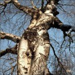 Naturaleza curiosa. Arboles con formas femeninas.