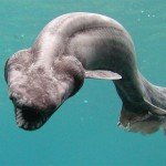 Tiburones prehistóricos