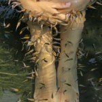 Chinchin yu. Peces contra los callos. Los pedicuros más hambrientos.