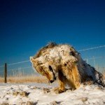 Clima salvaje. Animales petrificados por el frío