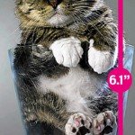 Mr. Peebles. El gato más pequeño del mundo.