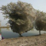 Los árboles de tela de araña y la telaraña más grande del mundo.